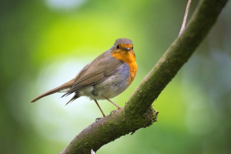 A small orange-breasted bird perched on a mossy branch.