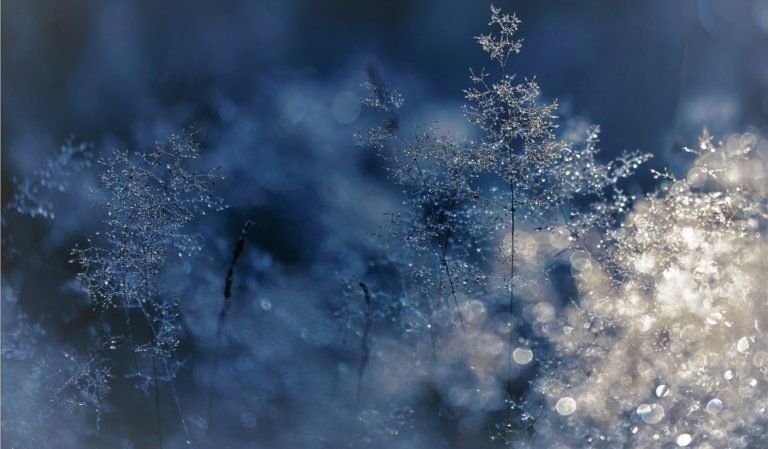 Frost-covered plants sparkling in soft blue winter light.