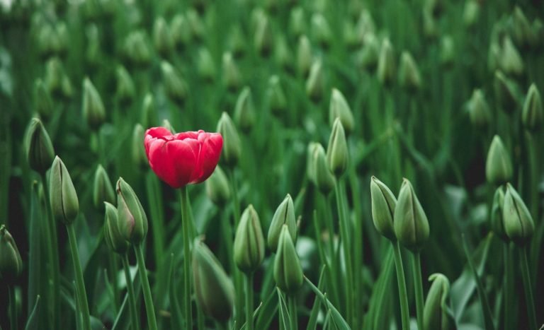 One open red tulip among green, unopened tulip buds.